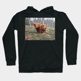 Scottish Highland Cattle Cow 2373 Hoodie